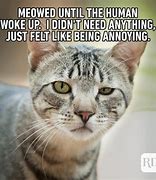 Image result for Funny Cat Memes No Brain