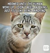 Image result for Appropriate Funny Cat Memes