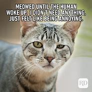 Image result for Hilarious Cat Memes Clean