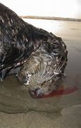 Image result for Sea Otter Bites