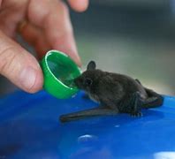 Image result for Baby Bat