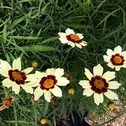 Image result for Coreopsis (x) Snowberry ®