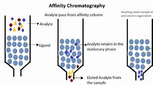 Image result for Affinity Chromatography Diagram