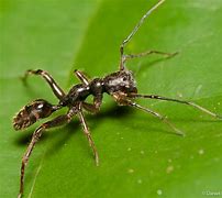 Image result for Ant Mimic Spider