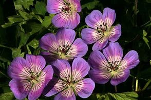 Image result for Geranium Sweet Heidi