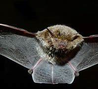 Image result for Flightless Bats