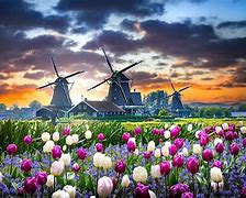 Image result for Windmills and Tulips Wallpaper