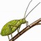 Image result for Insect Cricket Drawing Outline