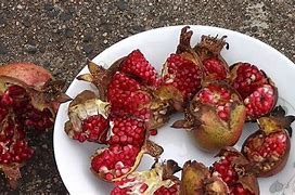 Image result for Wildside Pomegranate