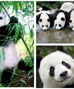 Image result for Ciute Panda