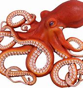 Image result for Phylum Mollusca Octopus
