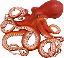 Image result for Mollusca Octopus