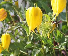 Image result for Herbaceous Clematis