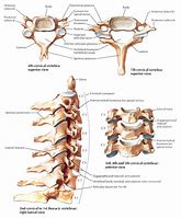 Image result for C-spine Anatomy