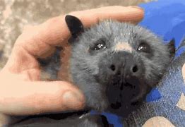 Image result for Scary Fruit Bat