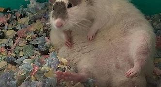 Image result for Chonky Rat