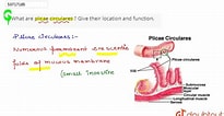 Image result for "grammatostomias Circularis". Size: 205 x 106. Source: www.youtube.com