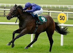 Image result for Passionville Thoroughbred Race Horse