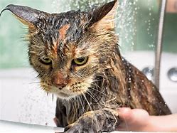 Image result for Cat Scared of Water
