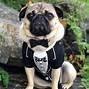 Image result for Pug Costume Adults