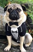 Image result for Pug Costume Adults