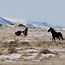 Image result for Souther Utah Wild Horses