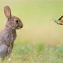 Image result for Healthy Nature Animals