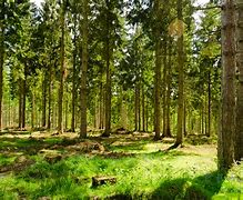 Image result for Summer Forest iPhone Wallpaper