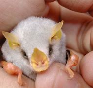 Image result for Cute White Bat