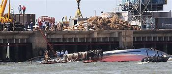 Image result for Sunken Ship Dead Cows