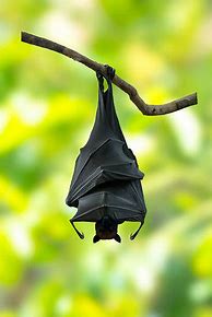 Image result for Hanging Bat Stock Images