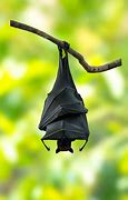 Image result for Bat Animal Cute Hanging Upside Down