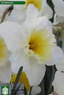 Image result for Tulip Slim Whitman
