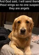 Image result for Angel Dog Meme