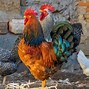 Image result for rooster