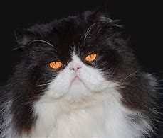 Image result for Persian Cat Black and White