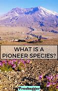 Image result for Pioneer Species Examples