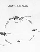 Image result for Life Cycle of a Cricket