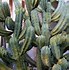 Image result for Columnar Cactus Types