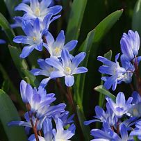 Image result for Chionodoxa forbesii Blue Giant
