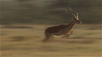 Image result for Gazelle Ad