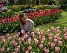 Image result for Amsterdam Tulips Instagram vs Reality