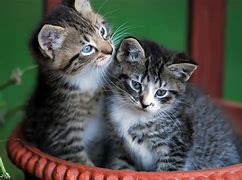 Image result for Cutest Kittens