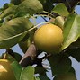 Image result for Japanese Pear