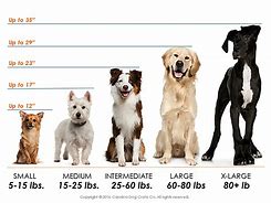 Image result for 25 Pound Dog Breeds