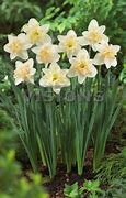 Image result for Narcissus Palmares