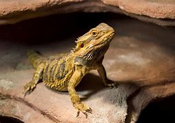 Image result for Big Lizards as Pets