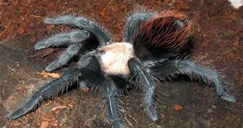 Image result for Brachypelma