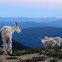 Image result for Mountain Goat Legs