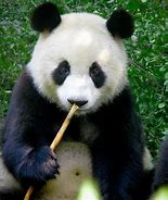 Image result for Panda Bear